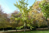 Maidenhair Tree 