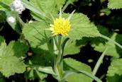 Goat's-beard