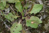 Great Plantain