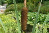 Great Reedmace