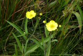 Great Spearwort 