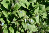 Green Alkanet