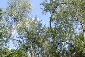 Grey Poplar