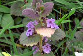 Ground Ivy