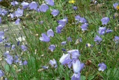 Harebell