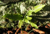 Hart's-tongue Fern