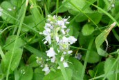 Heath Speedwell