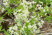 Hedge Bedstraw