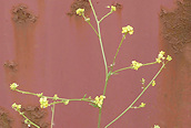 Hedge Mustard