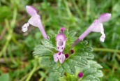 Henbit