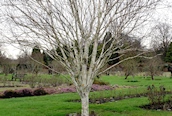Himalayan Birch