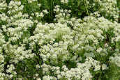 Hoary Cress