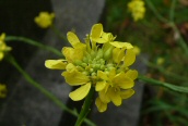 Hoary Mustard