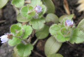 Ivy Speedwell