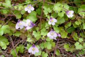 Ivy-leaved Toadflax