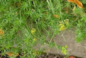 Lady's Bedstraw