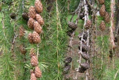 European Larch