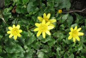 Lesser Celandine