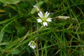 Lesser Stitchwort