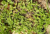 Lesser Swine-cress