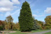 Leyland Cypress 