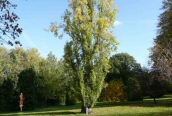 Lombardy Poplar