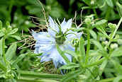 Love-in-a-mist