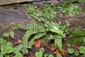 Maidenhair Spleenwort