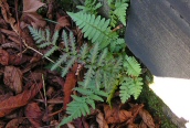 Male Fern