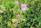 Mallow 