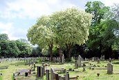 Manna Ash
