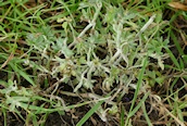 Marsh Cudweed