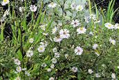 Michaelmas Daisy