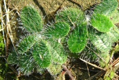 Mouse-ear Hawkweed