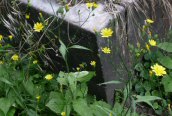 Nipplewort