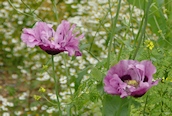Opium Poppy