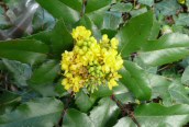 Oregon Grape 