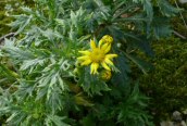 Oxford Ragwort