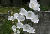 Peach-leaved Bellflower