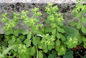 Petty Spurge
