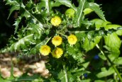 Prickly Sow-thistle