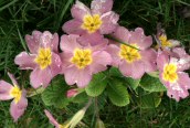 Hybrid Primrose