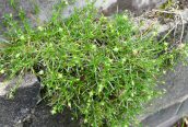 Procumbent Pearlwort