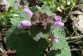 Red Dead-nettle