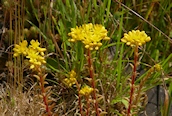 Reflexed Stonecrop