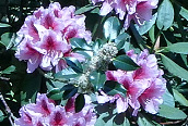 Rhododendron