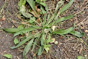 Ribwort Plantain