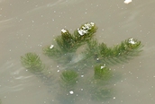 Rigid Hornwort 