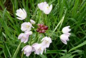 Rosy Garlic