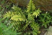 Royal Fern